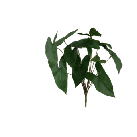 Алоказия мини 25 см