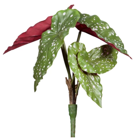 Бегония 33 см