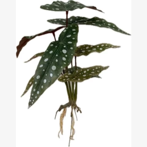 Бегония 34 см