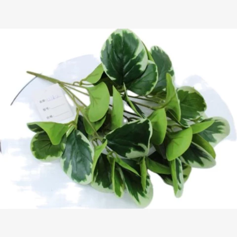 Плектрантус 35 см