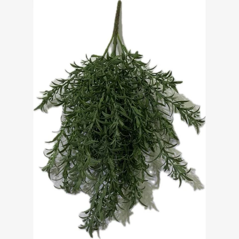 Кроссостефиум пыльно-зелёный 35 см