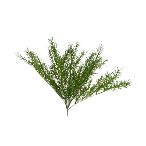 Кроссостефиум, зелёный40 см