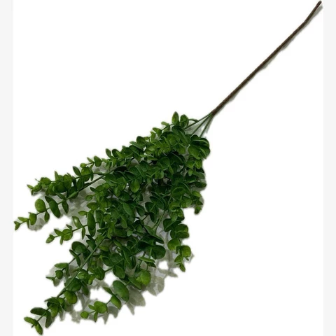 Эвкалипт мелколистный 60 см