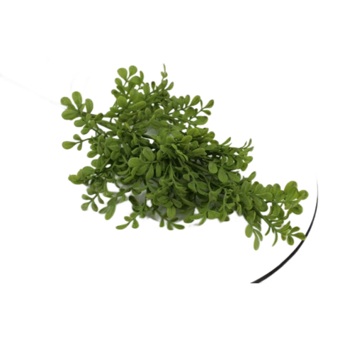 Кипарис 60 см