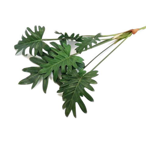 Филодендрон 45 см