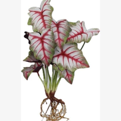 Алоказия сорт 40 см