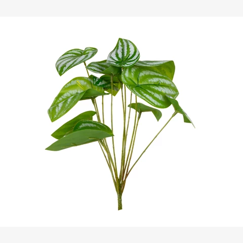 Калатея 50 см