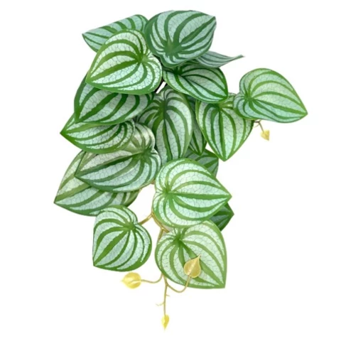 Калатея 40 см