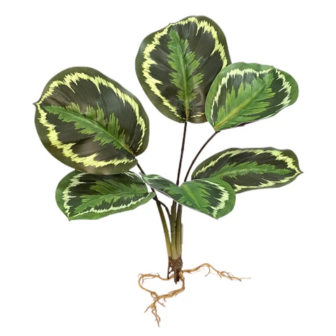 Калатея медальон 40 см