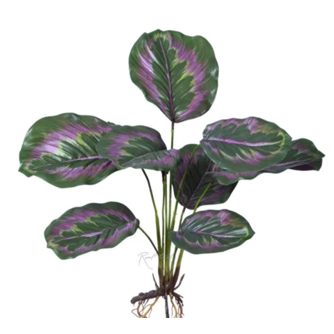 Калатея медальон 42 см