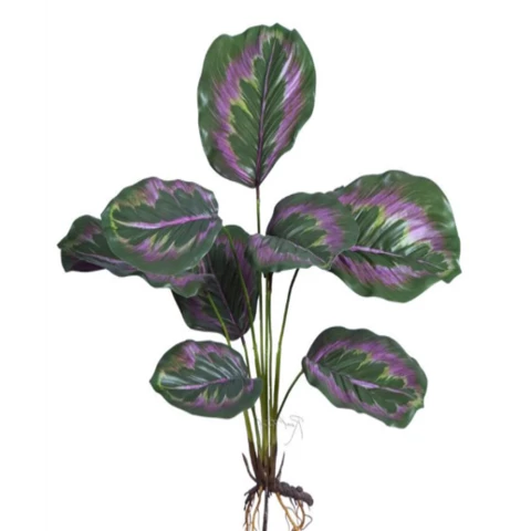 Калатея медальон 50 см