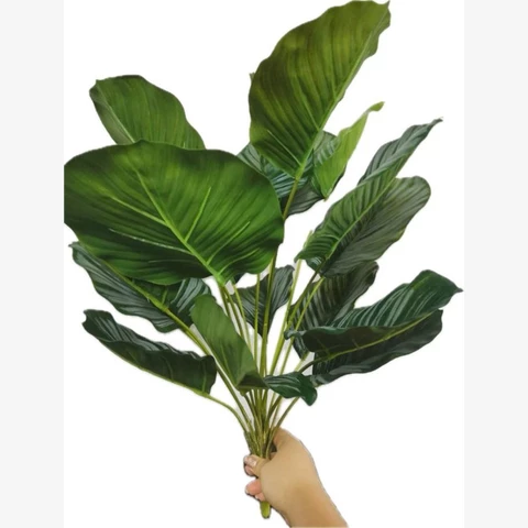 Калатея Орбифолия 50 см