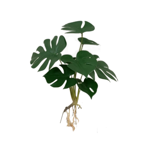Монстера 35 см