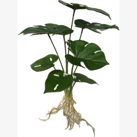 Монстера 47 см