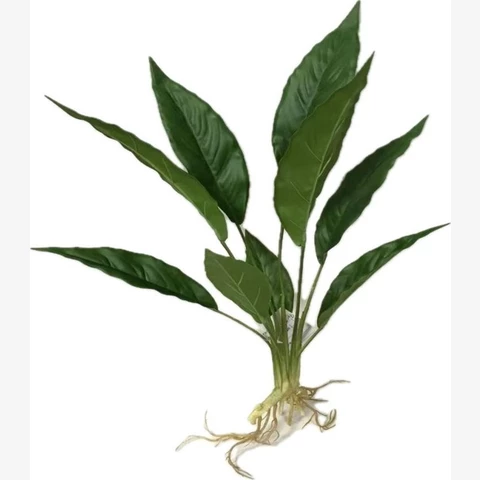 Спатифиллум 35 см