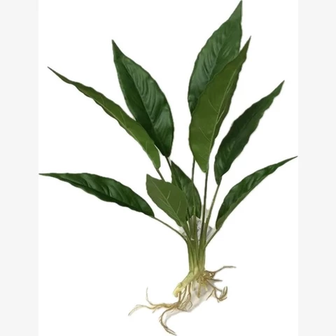 Спатифиллум 65 см