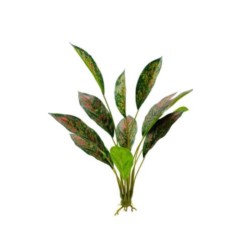 Аглаонема пёстрая узколистная 12 листов 54 см