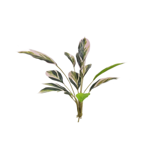 Аглаонема пёстрая розовая, 12 листов 55 см