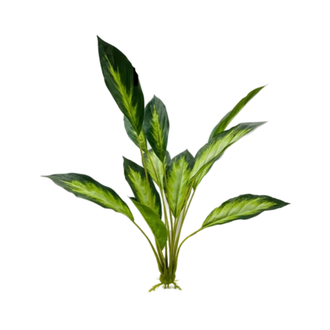 Аглаонема пёстрая узколистная зеленая 12 листов 55 см