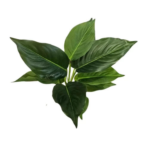 Аглаонема 30 см