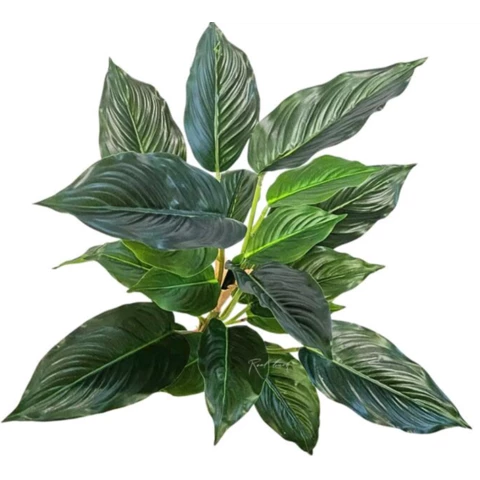 Аглаонема 50 см