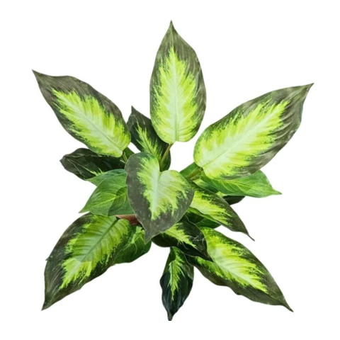 Аглаонема пёстрая широколистная 24 листа 50 см