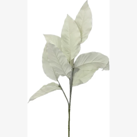 Магнолия белая, 80 см