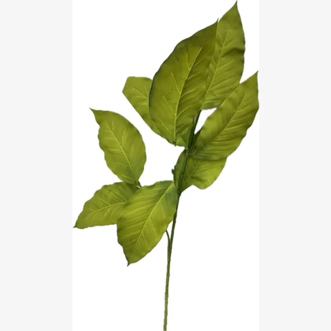 Магнолия зелёная, 80 см