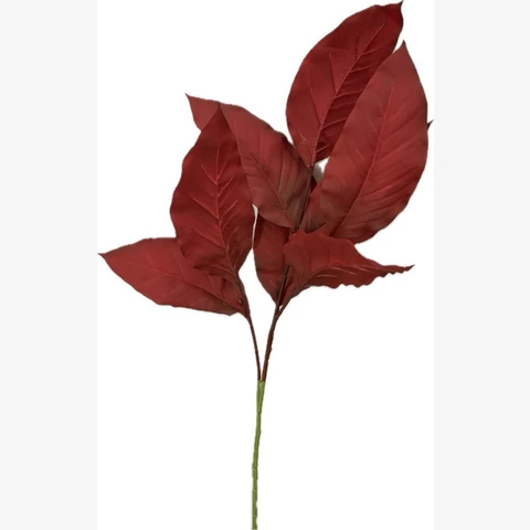 Магнолия красная, 80 см