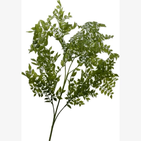 Рускус 70 см