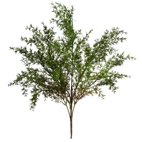 Аспарагус Умбела 65 см