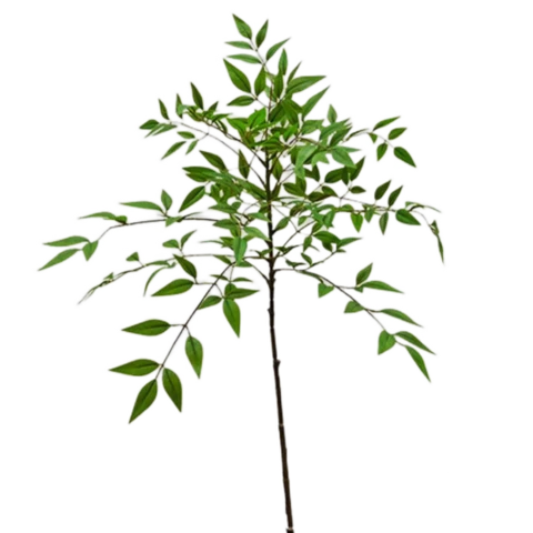 Нандина 85 см