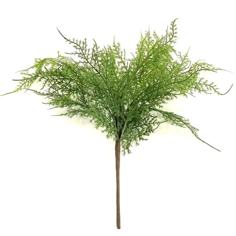 Папоротник Аспарагус 35 см