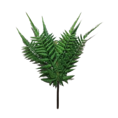 Папоротник Щитовник 50 см