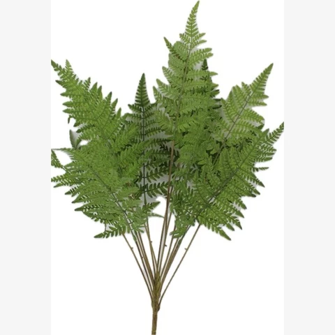Папоротник Щитовник 60 см