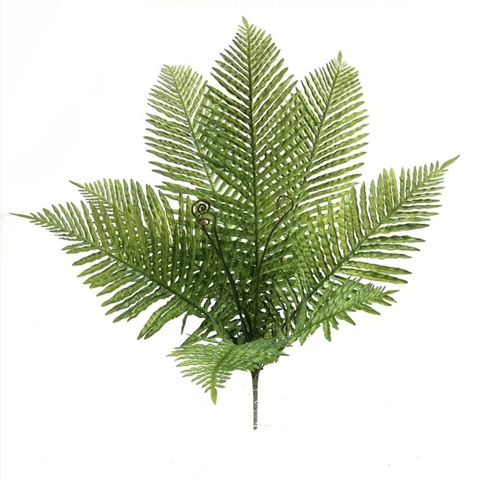 Папоротник Крупнолистный 77 см