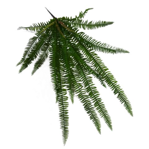 Папоротник Нефролепис 90 см
