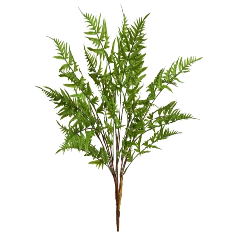 Оноклея папоротник 60 см