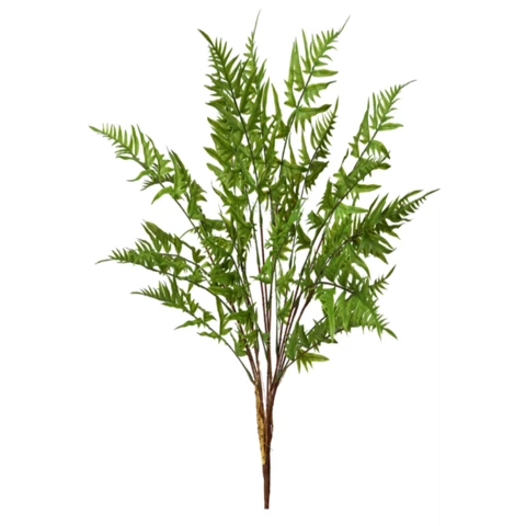 Оноклея папоротник70 см