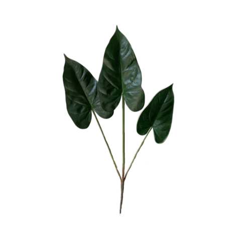 Алоказия 85 см