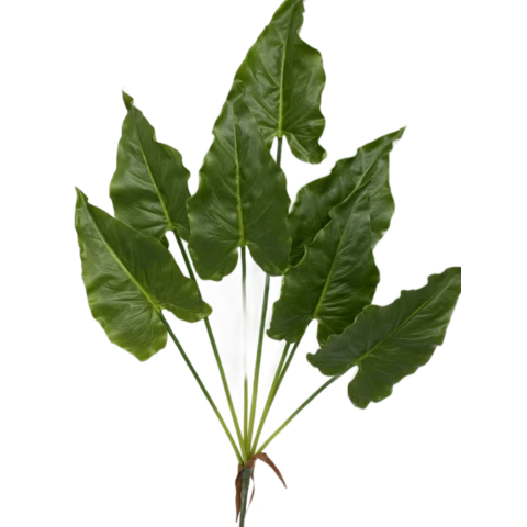 Алоказия 65 см