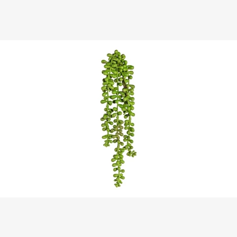 Крестовник Роули 55 см