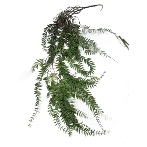 Папоротник мелколистный 85 см