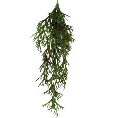 Стегхорн зеленый с бордо 60 см