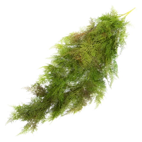 Аспарагус зелено-бордовый 90 см