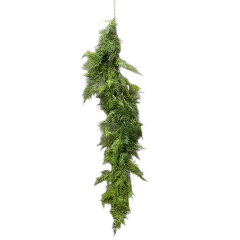 Аспарагус зелено-бордовый 120 см