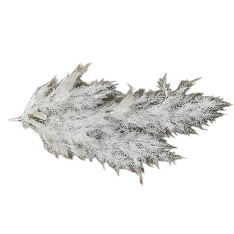 Аспарагус белый 90 см