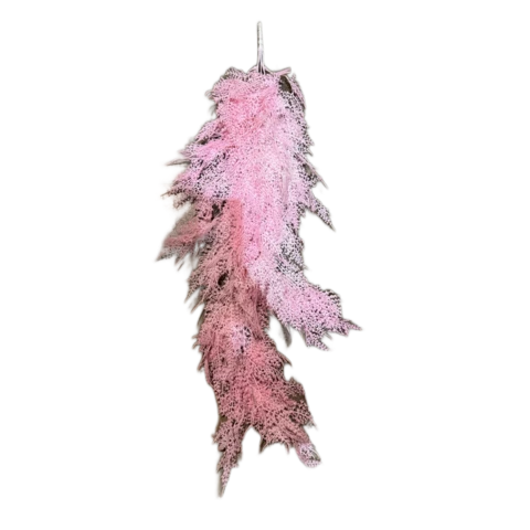 Аспарагус розовый 90 см