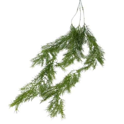 Спрингерия 100 см