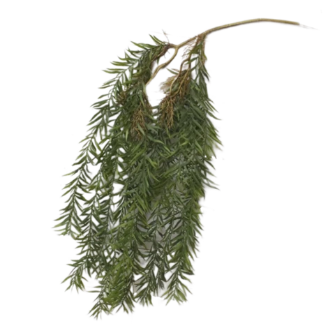 Эхеверия 100 см